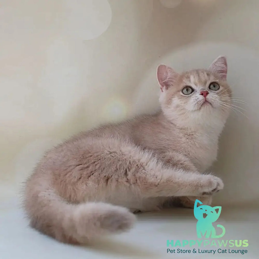 Layma British Shorthair female lilac golden shaded - live animals