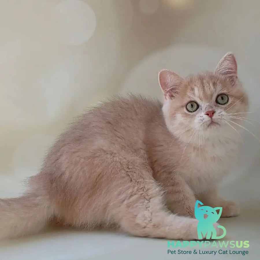 Layma British Shorthair female lilac golden shaded - live animals
