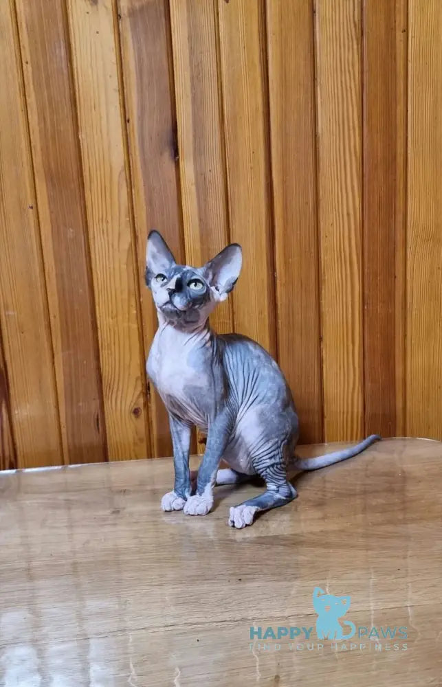 Layma Canadian Sphynx female black tortie bicolour live animals