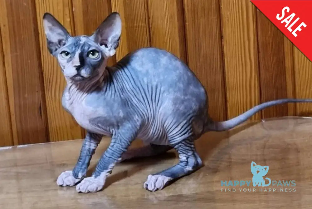 Layma Canadian Sphynx female black tortie bicolour live animals