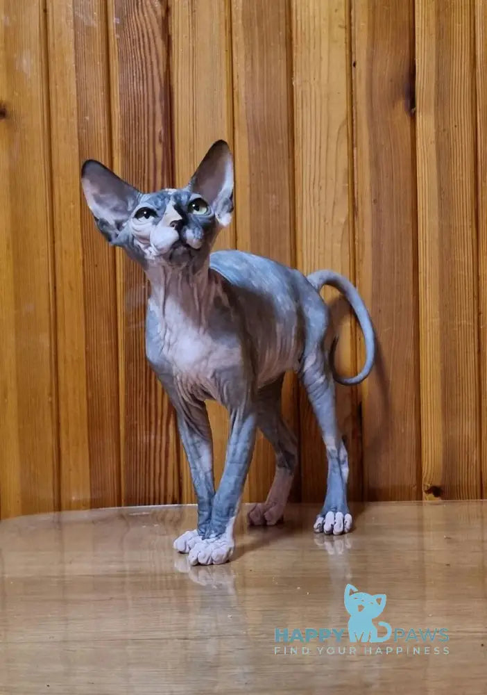 Layma Canadian Sphynx female black tortie bicolour live animals