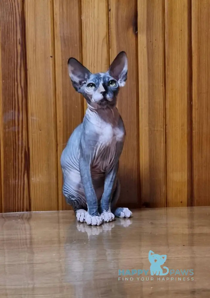 Layma Canadian Sphynx female black tortie bicolour live animals