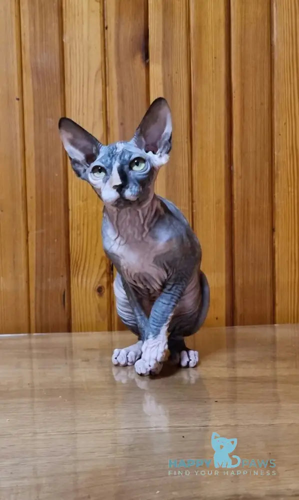 Layma Canadian Sphynx female black tortie bicolour live animals