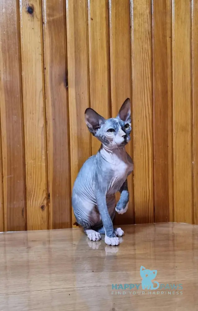 Layma Canadian Sphynx female black tortie bicolour live animals