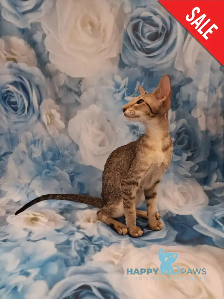 Layma Oriental Shorthair female black spotted tabby - live animals