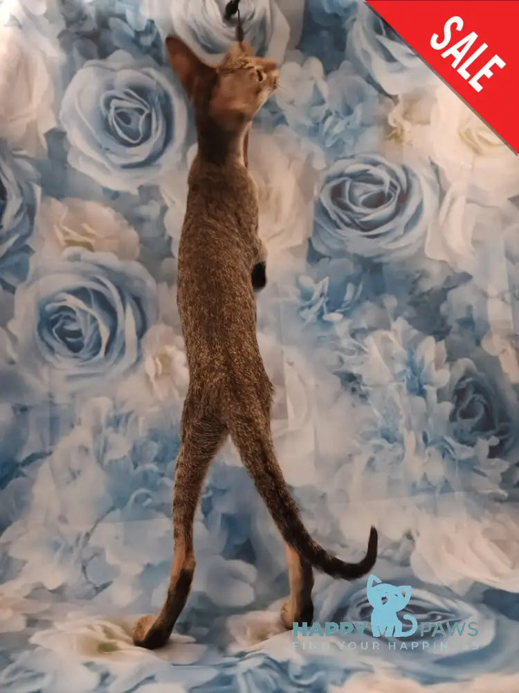 Layma Oriental Shorthair female black spotted tabby - live animals