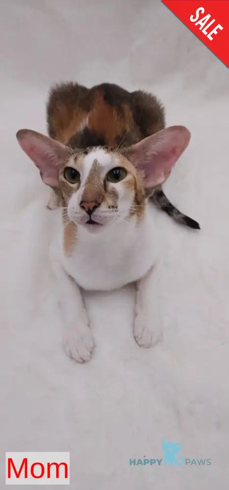 Layma Oriental Shorthair female black spotted tabby - live animals