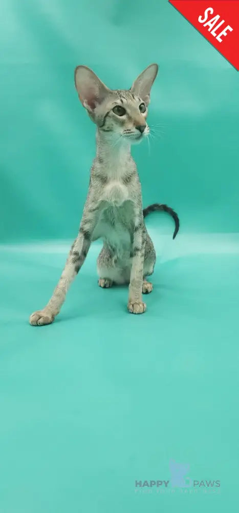 Layma Oriental Shorthair female black spotted tabby - live animals
