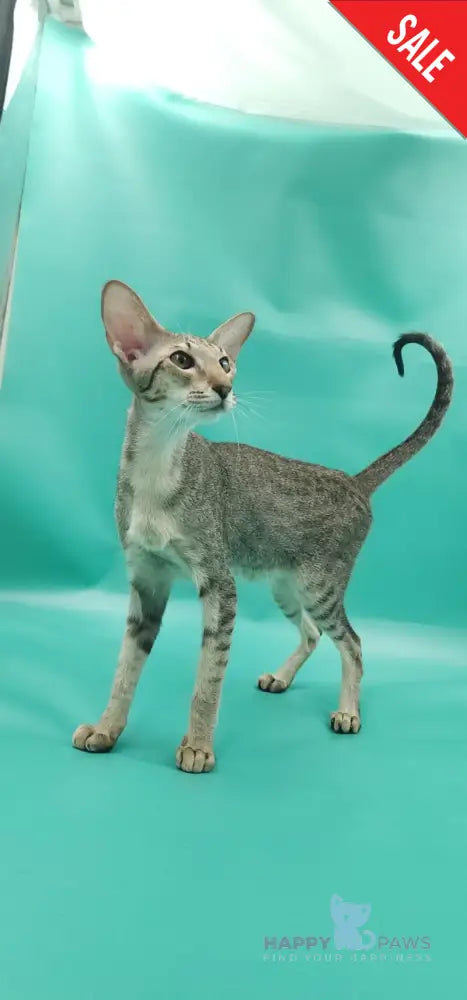 Layma Oriental Shorthair female black spotted tabby - live animals