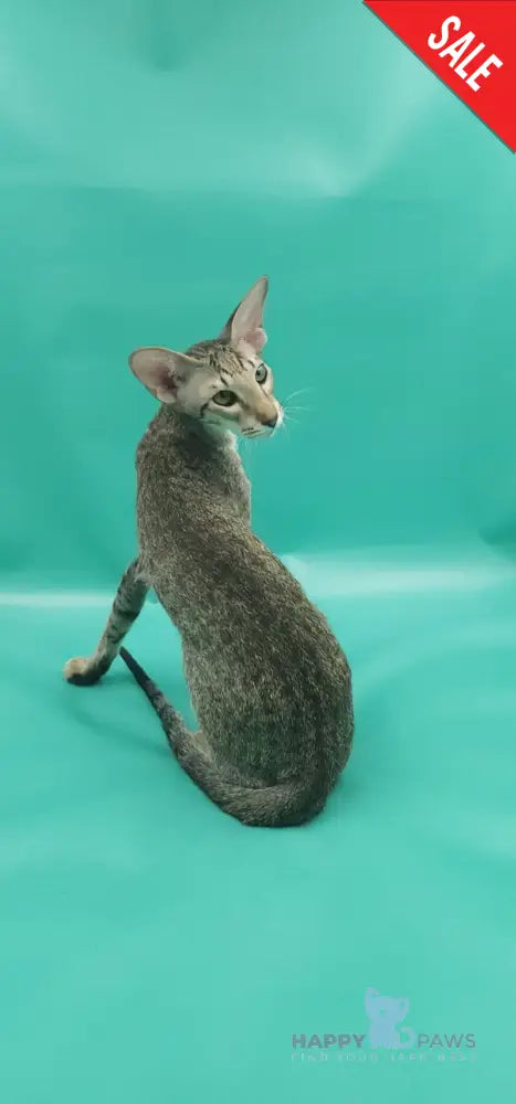 Layma Oriental Shorthair female black spotted tabby - live animals