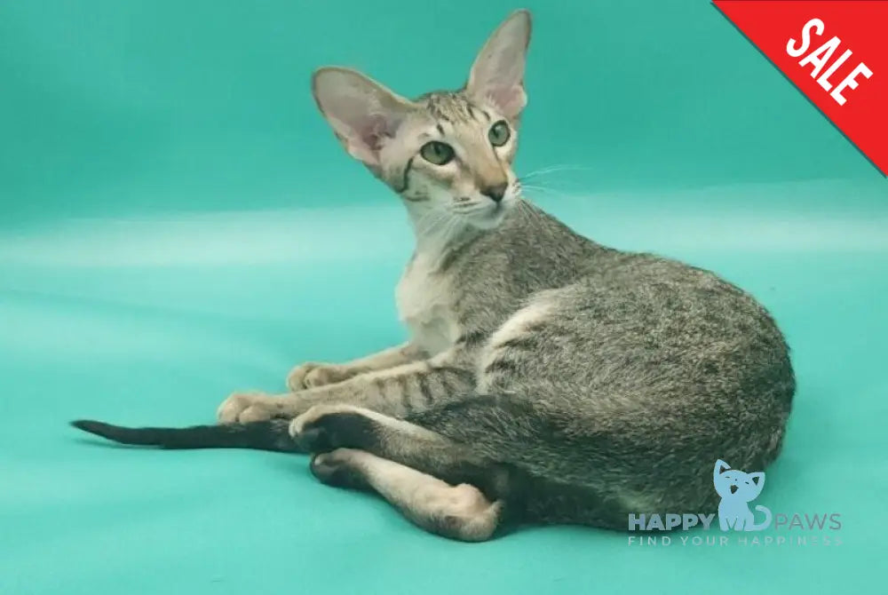 Layma Oriental Shorthair female black spotted tabby - live animals