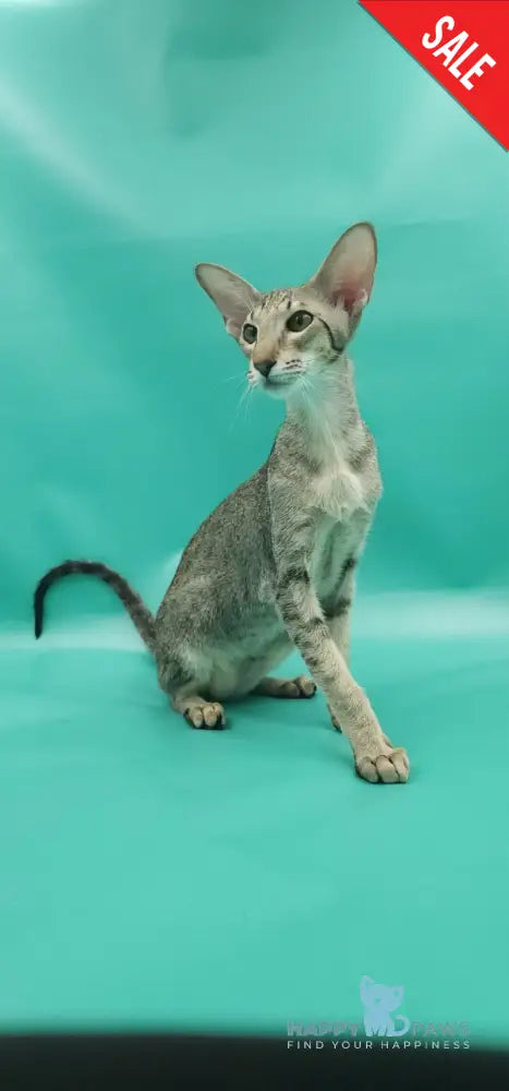 Layma Oriental Shorthair female black spotted tabby - live animals