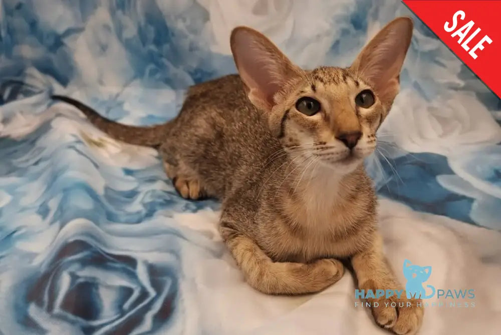 Layma Oriental Shorthair female black spotted tabby - live animals