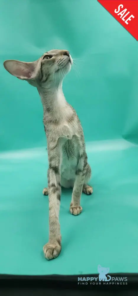 Layma Oriental Shorthair female black spotted tabby - live animals