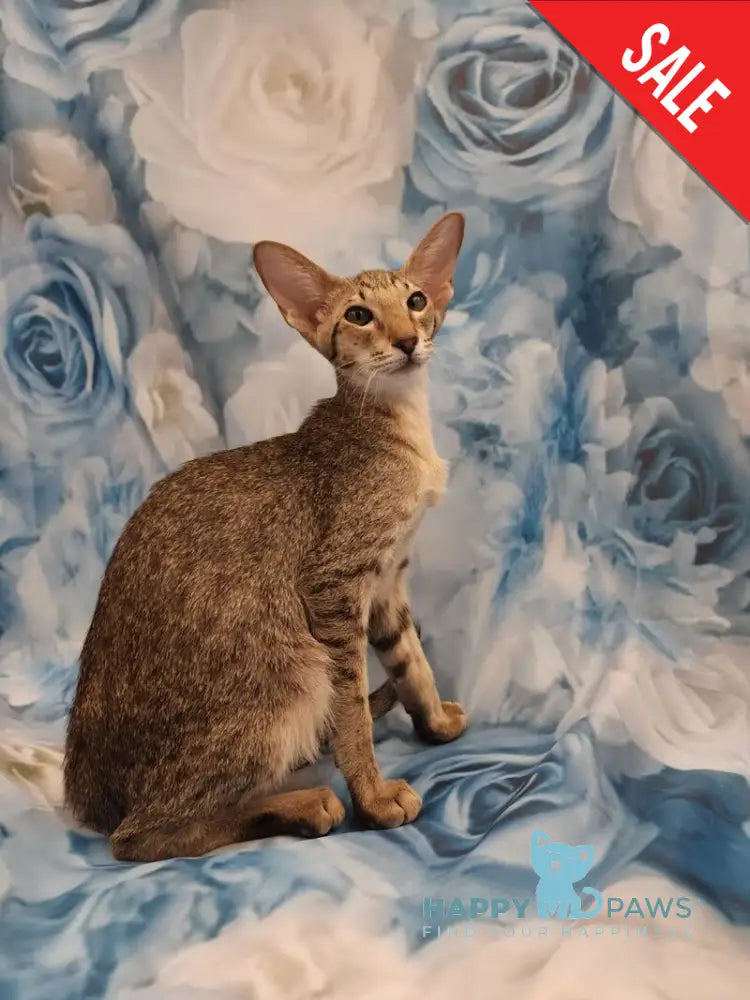 Layma Oriental Shorthair female black spotted tabby - live animals