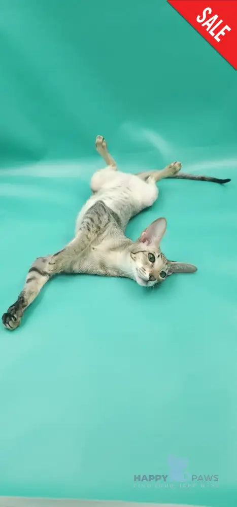 Layma Oriental Shorthair female black spotted tabby - live animals