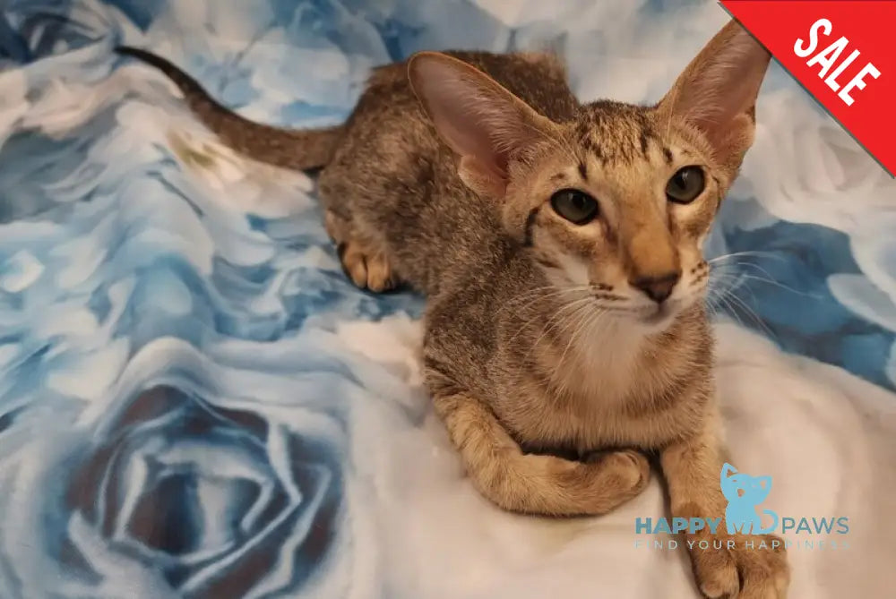 Layma Oriental Shorthair female black spotted tabby - live animals