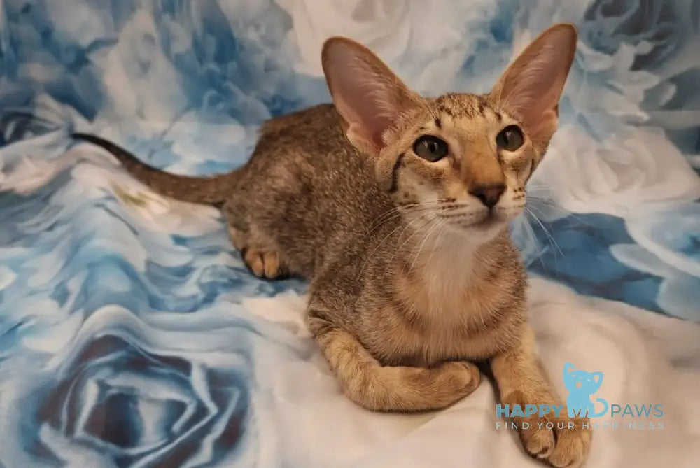 Layma Oriental Shorthair female black spotted tabby - live animals