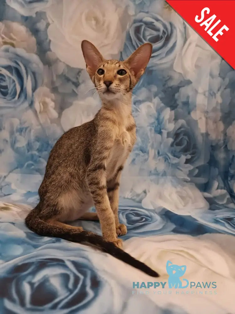 Layma Oriental Shorthair female black spotted tabby - live animals
