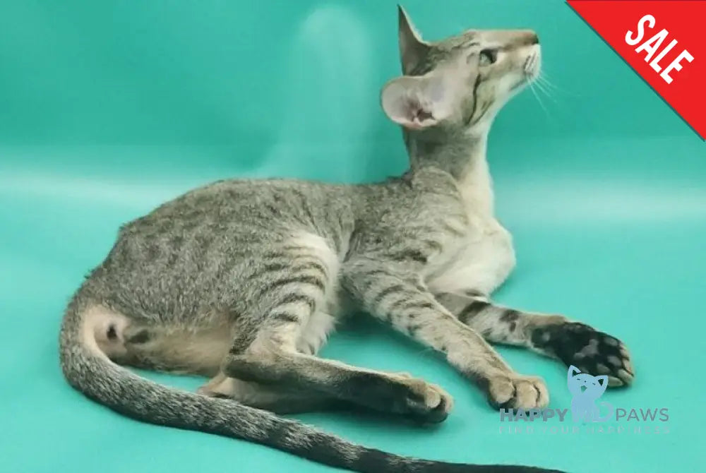 Layma Oriental Shorthair female black spotted tabby - live animals