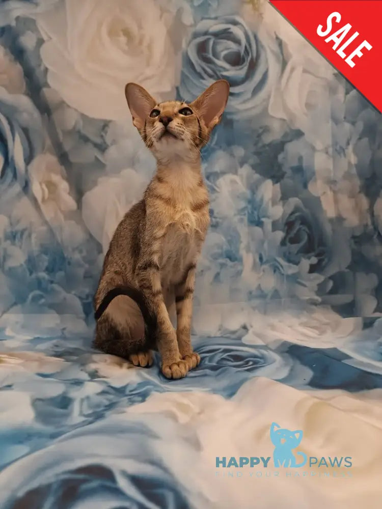Layma Oriental Shorthair female black spotted tabby - live animals