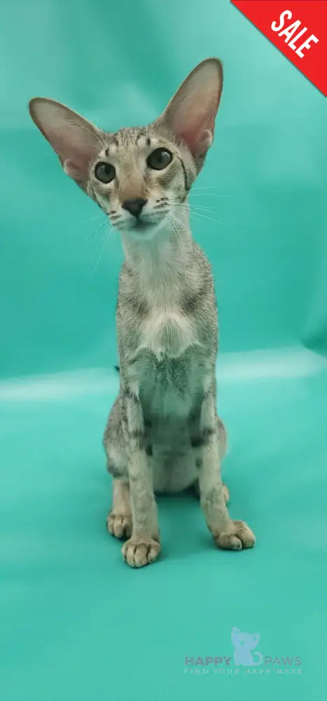 Layma Oriental Shorthair female black spotted tabby - live animals
