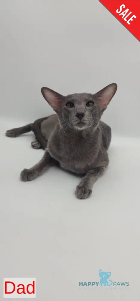 Layma Oriental Shorthair female black spotted tabby - live animals