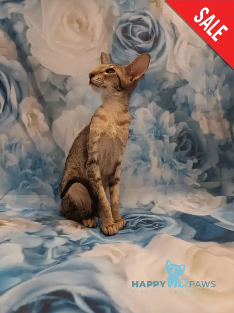 Layma Oriental Shorthair female black spotted tabby - live animals
