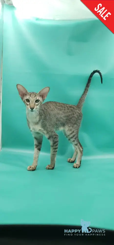 Layma Oriental Shorthair female black spotted tabby - live animals