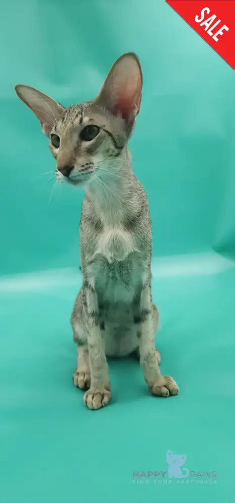 Layma Oriental Shorthair female black spotted tabby - live animals