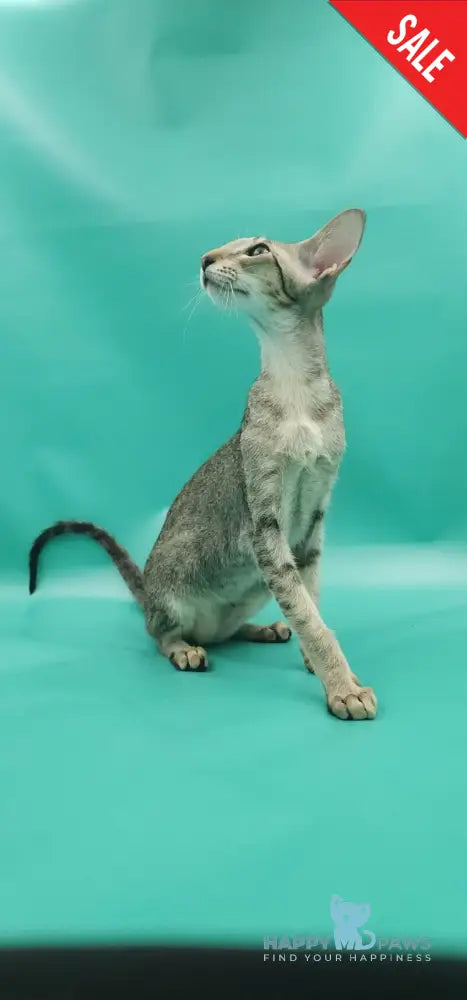 Layma Oriental Shorthair female black spotted tabby - live animals
