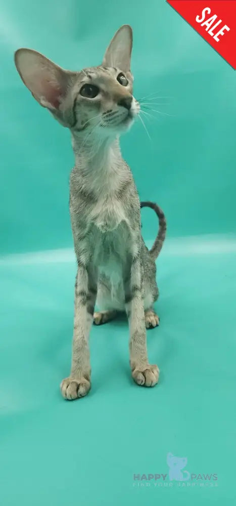 Layma Oriental Shorthair female black spotted tabby - live animals