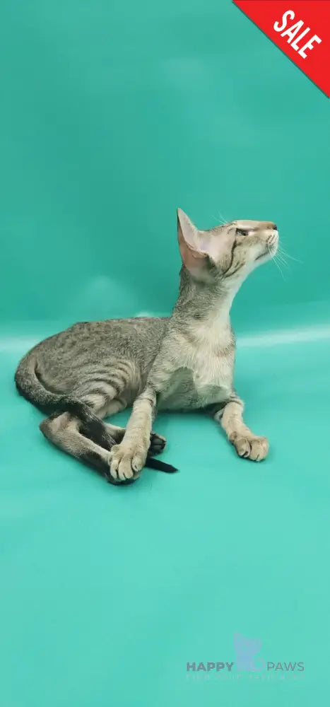 Layma Oriental Shorthair female black spotted tabby - live animals