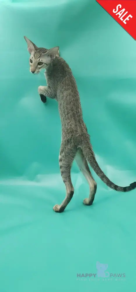 Layma Oriental Shorthair female black spotted tabby - live animals