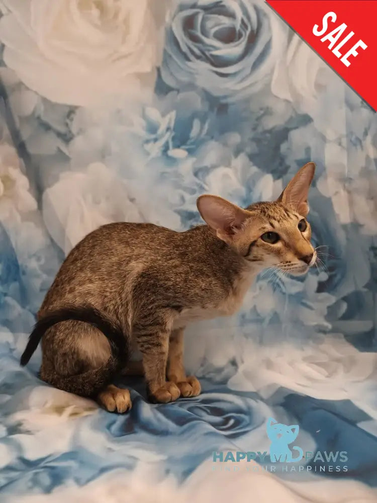 Layma Oriental Shorthair female black spotted tabby - live animals