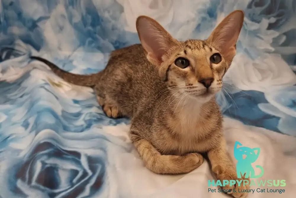 Layma Oriental Shorthair female black spotted tabby - live animals