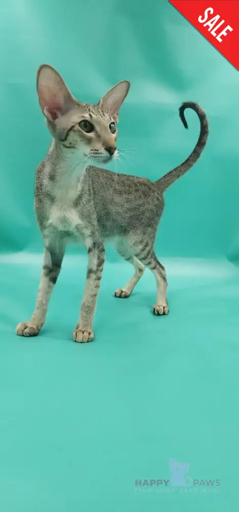 Layma Oriental Shorthair female black spotted tabby - live animals
