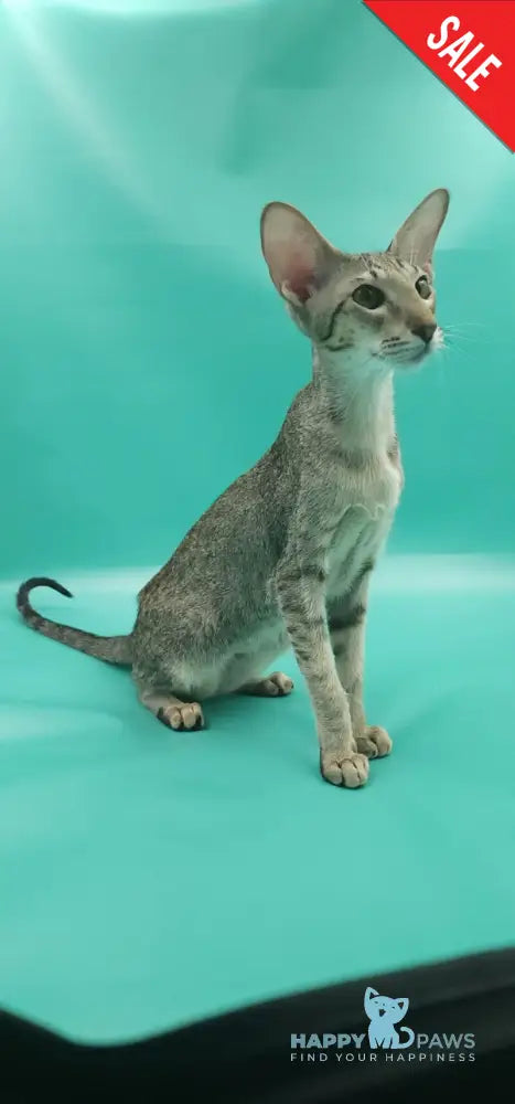 Layma Oriental Shorthair female black spotted tabby - live animals
