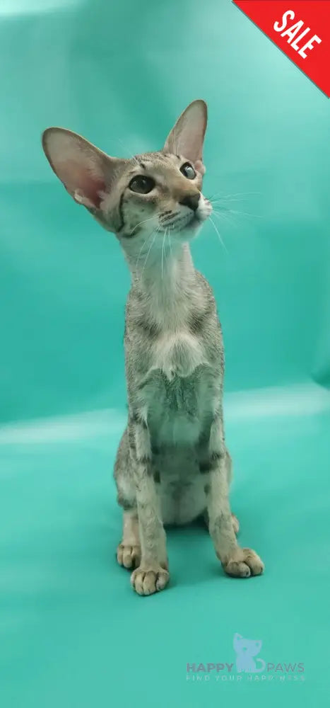 Layma Oriental Shorthair female black spotted tabby - live animals