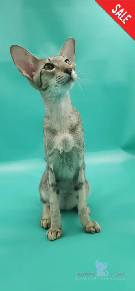 Layma Oriental Shorthair female black spotted tabby - live animals