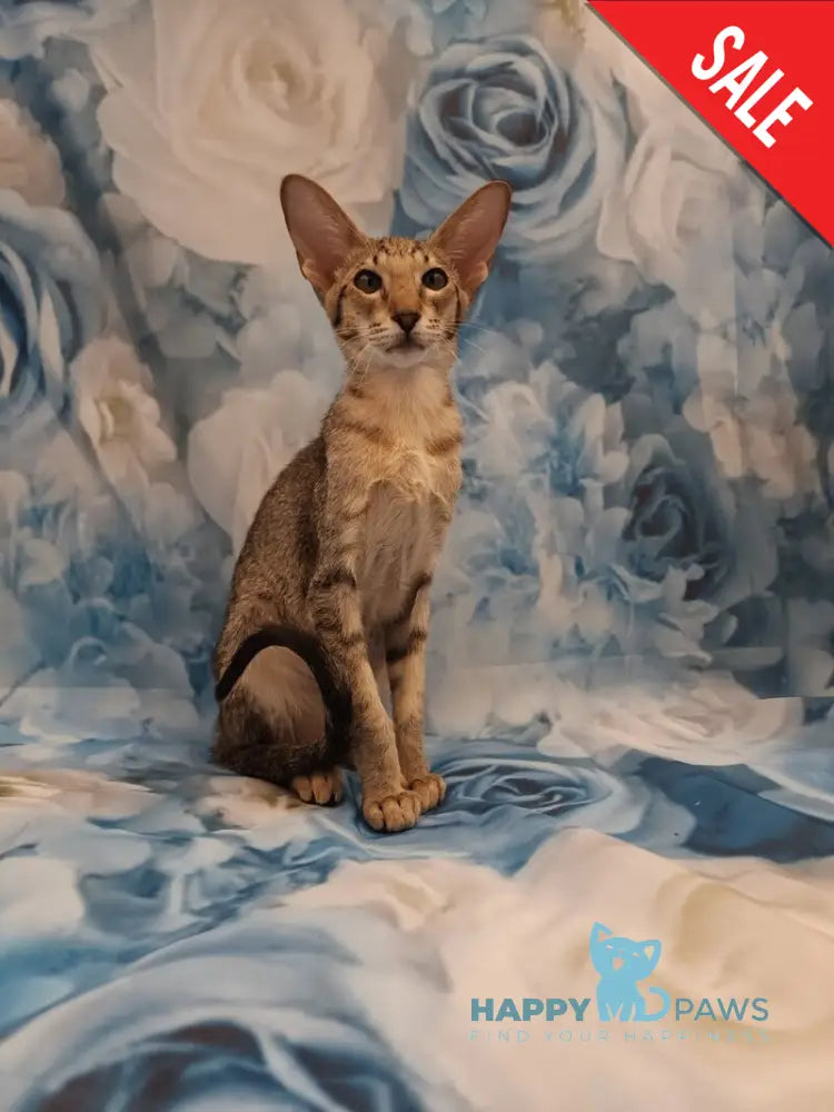 Layma Oriental Shorthair female black spotted tabby - live animals