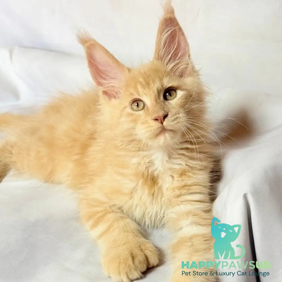 Lazarus Maine Coon polydactyl 6x6x6x6 male cream silver tabby - live animals