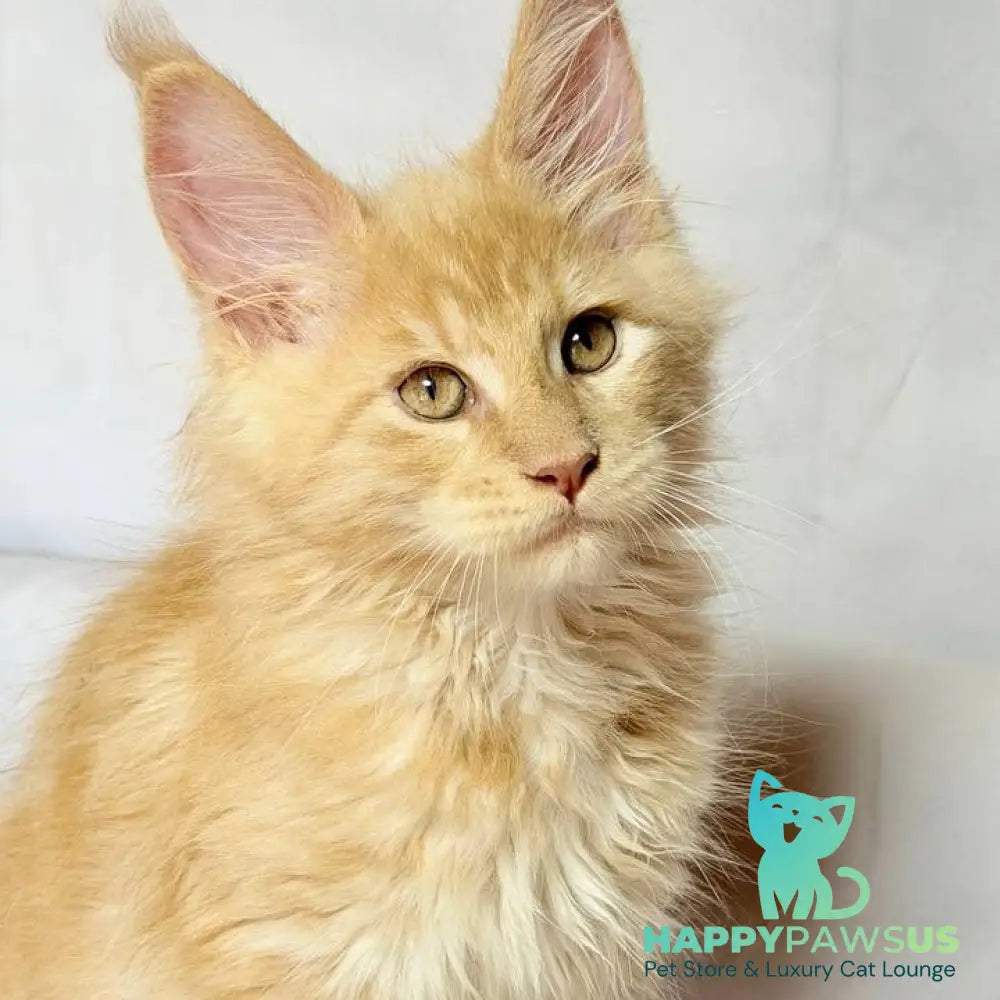 Lazarus Maine Coon polydactyl 6x6x6x6 male cream silver tabby - live animals