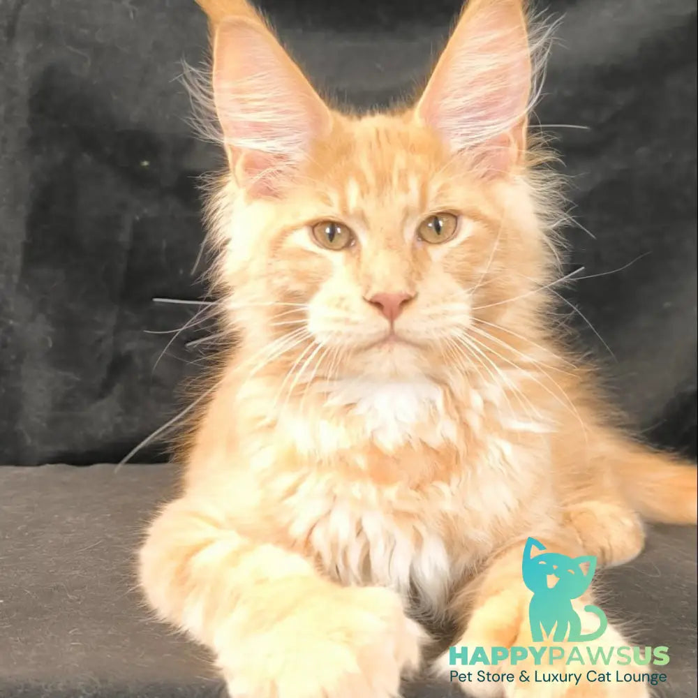 Lazarus Maine Coon polydactyl 6x6x6x6 male cream silver tabby - live animals