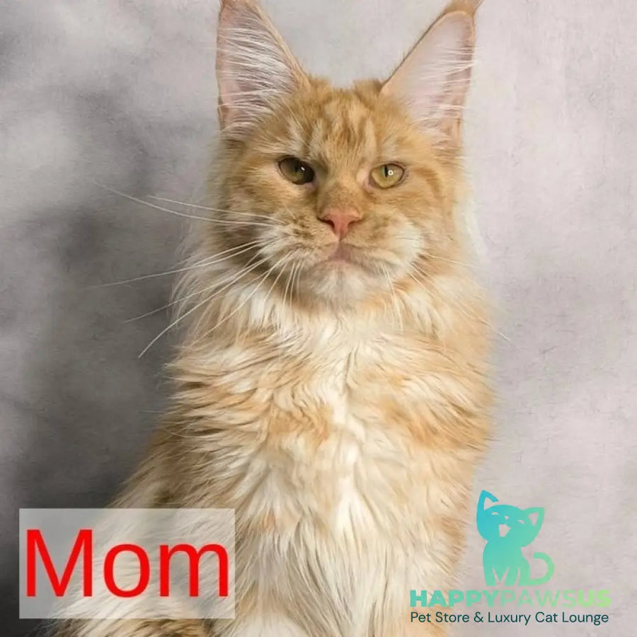 Lazarus Maine Coon polydactyl 6x6x6x6 male cream silver tabby - live animals