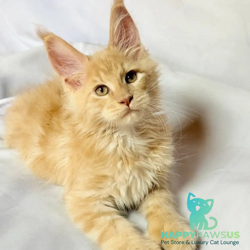 Lazarus Maine Coon polydactyl 6x6x6x6 male cream silver tabby - live animals