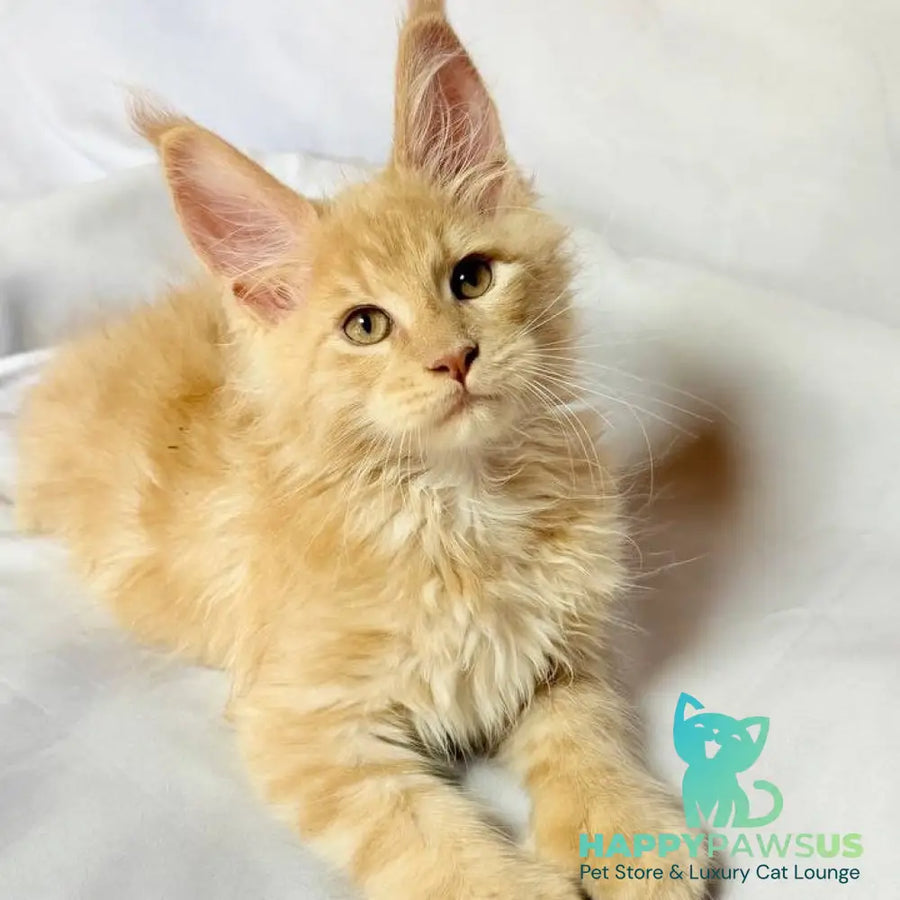 Lazarus Maine Coon polydactyl 6x6x6x6 male cream silver tabby - live animals