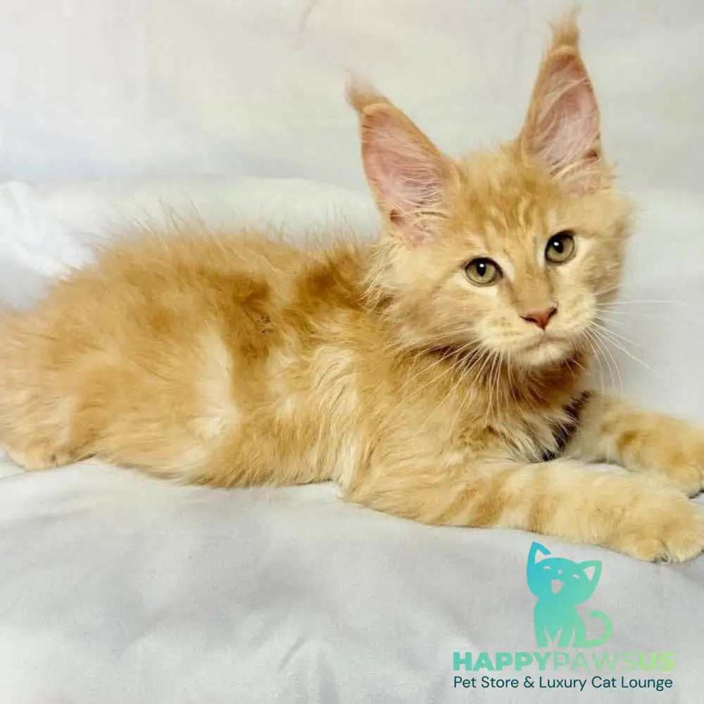 Lazarus Maine Coon polydactyl 6x6x6x6 male cream silver tabby - live animals