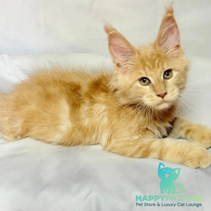 Lazarus Maine Coon polydactyl 6x6x6x6 male cream silver tabby - live animals