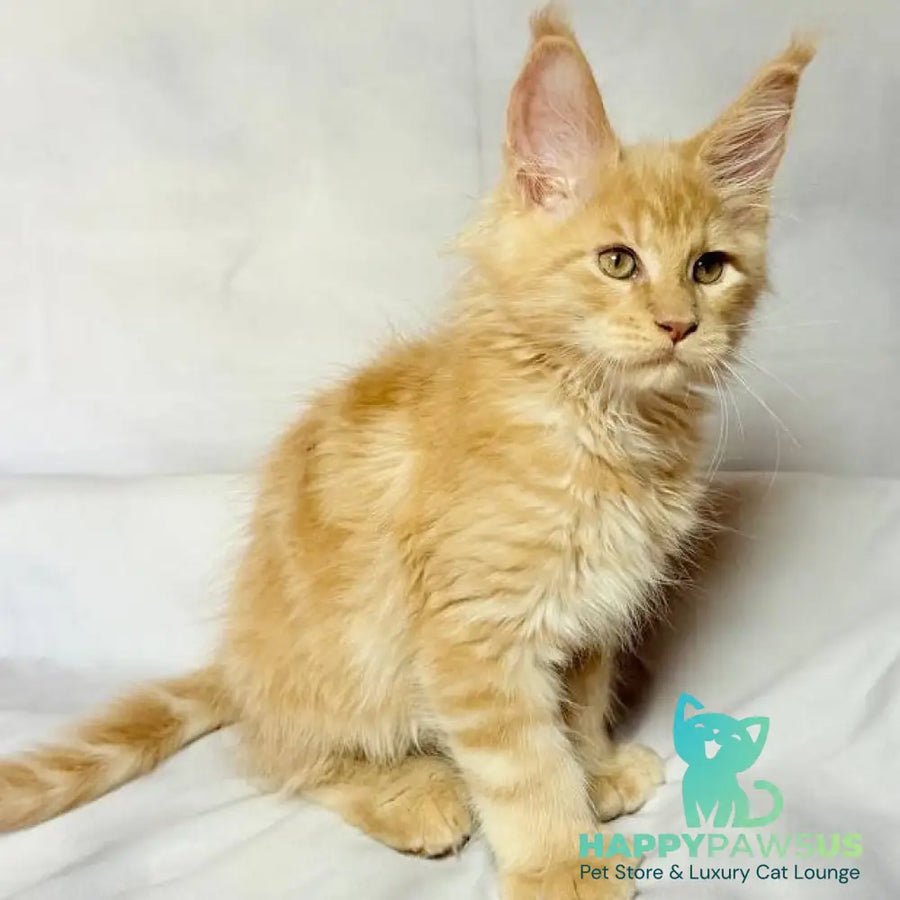 Lazarus Maine Coon polydactyl 6x6x6x6 male cream silver tabby - live animals